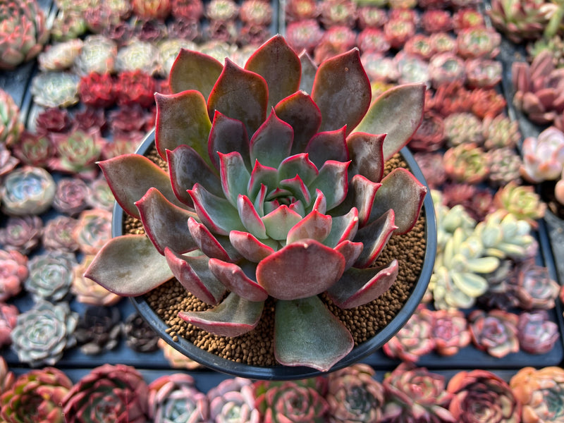 echeveria hybrid succulent Echeveria 'Bouquet' 4" New Hybrid Succulent Plant – True Succulents Plant  Co