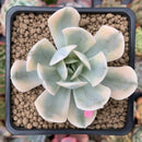 Echeveria Runyonii Variegated (Aka Echeveria 'Akaihosi' Variegated) 2" Succulent Plant