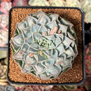 Echeveria 'Hearts Choice' 3" Succulent Plant