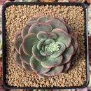 Echeveria 'White Champaign' Hybrd 3" Succulent Plant