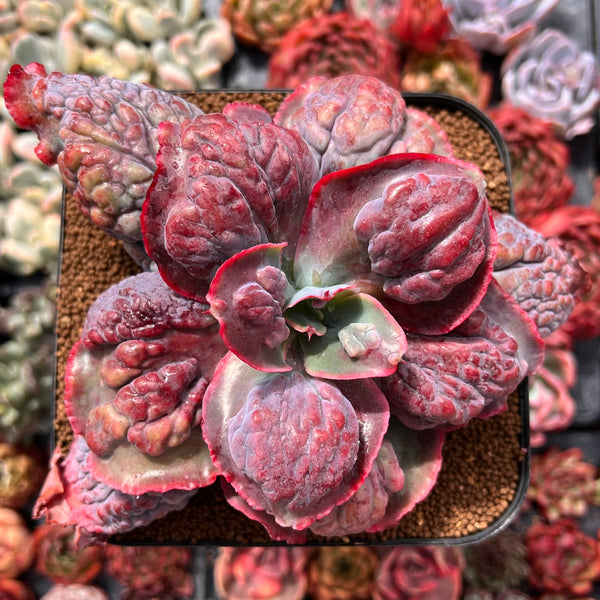 etna succulent Echeveria 'Etna' 6