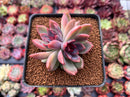 Echeveria 'Black Rose' Hybrid 2"-3" Succulent Plant