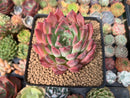Echeveria 'Cortes' 3" Succulent Plant