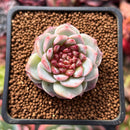 Echeveria 'Red Velvet' 1" Succulent Plant