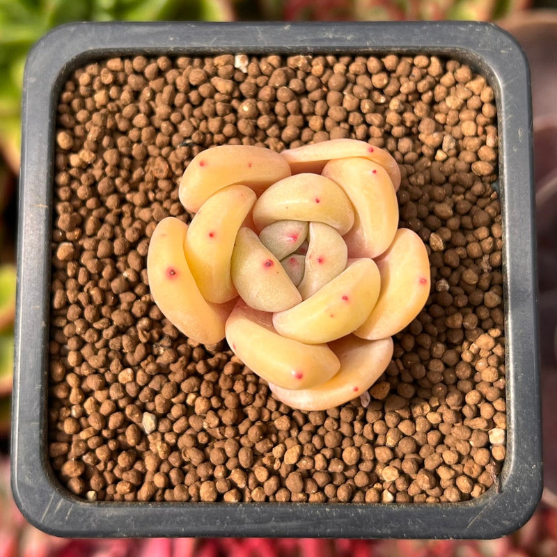 succulent with dots Echeveria 'Pink Dot' 1" Small New Hybrid Succulent Plant – True Succulents Plant Co