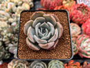 Echeveria 'Rastin' 2" Succulent Plant
