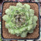 Echeveria Agavoides 'Amethyst' 3" Succulent Plant