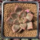 Echeveria Agavoides 'Shaikh' 2" Succulent Plant