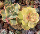 Echeveria 'Enfant' Variegated 4"-5" Cluster Succulent Plant