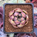 Echeveria 'Cherry Bomb' 2" Air Magic Hybrid Succulent Plant