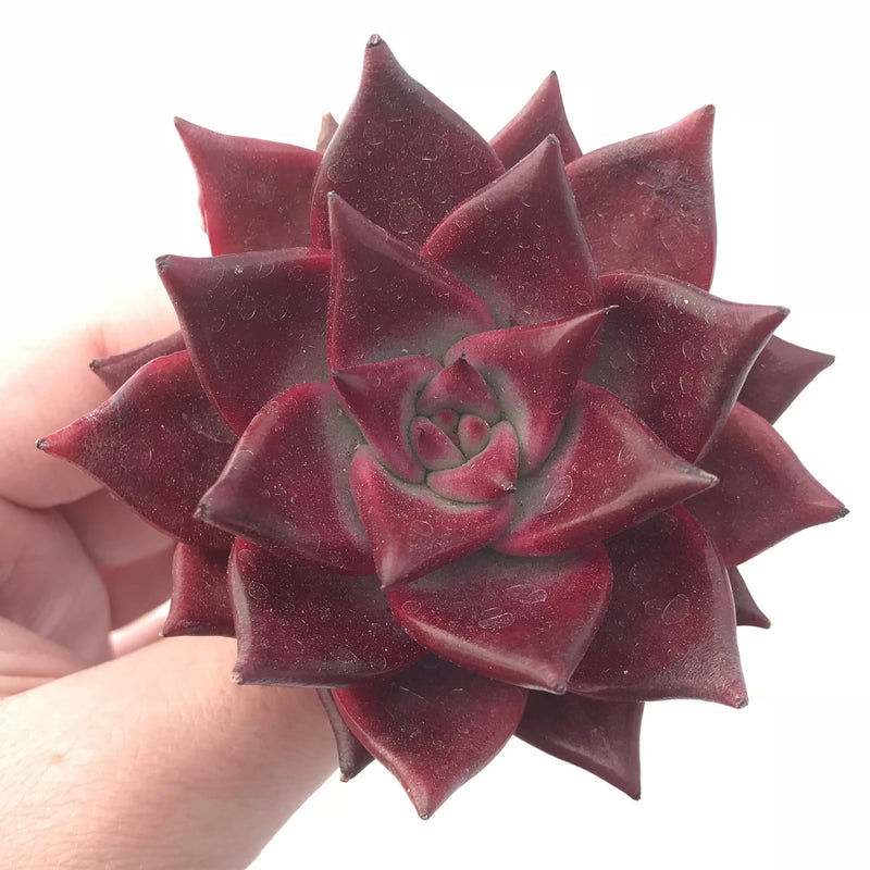 Echeveria Agavoides Red Ebony 3” Rare Succulent Plant