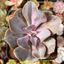 Echeveria 'Valkyrie' 2"-3" Succulent Plant