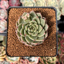 Echeveria 'Silver Ebony' 2" Succulent Plant