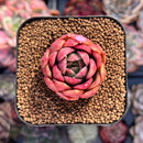 Echeveria 'Elouise' 1" New Hybrid Succulent Plant