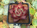 Echeveria Agavoides 'Pink Blossom' 2"-3" Succulent Plant