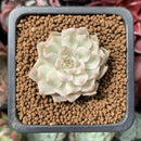 Echeveria 'Margaret' Variegated 1" Succulent Plant