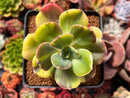 Echeveria 'Blue Metal' Variegated 4" Succulent Plant