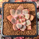 Echeveria 'Echo' 1" Succulent Plant