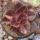 Echeveria 'Primadonna' Variegated 5" Succulent Plant