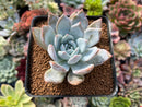 Echeveria 'Trumso' 2" Succulent Plant