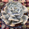Echeveria 'Lilacina' Mutated 4" Succulent Plant