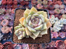 Echeveria sp. 3" Succulent Plant