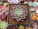 Echeveria Agavoides 'Plum Rose' 2" Succulent Plant