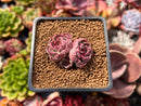Echeveria 'Longissima' x 'Jungya' 2" Succulent Plant