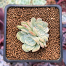 Echeveria 'Mona Lisa' Crested 1" Succulent Plant