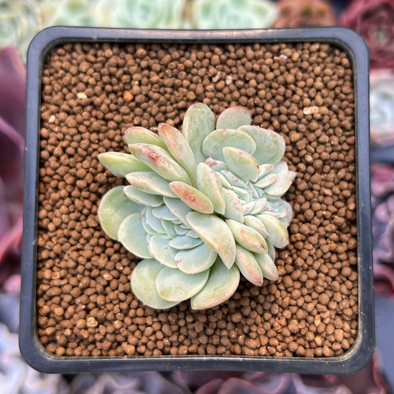 mona lisa succulent Echeveria 'Mona Lisa' Crested 1" Succulent Plant – True Succulents Plant Co