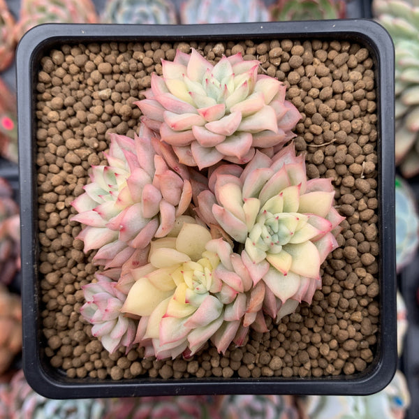 Echeveria 'Mebina' Variegated 3" Cluster Succulent Plant