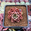Echeveria 'Ember Rose' 1" Succulent Plant
