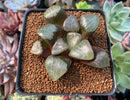 Haworthia 'Comptoniana' Hybrid 3"-4" Succulent Plant