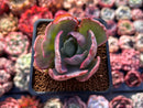 Echeveria 'Flying Cloud' Variegated 2" Succulent Plant