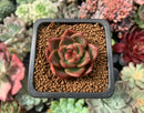 Echeveria Agavoides 'Red Wine' 1" Succulent Plant