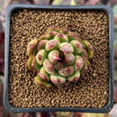 Echeveria Agavoides 'Black Queen' 1" Succulent Plant