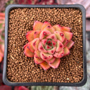 Echeveria sp. 1" Succulent Plant
