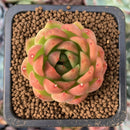 Echeveria Agavoides sp. 1" Succulent Plant