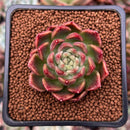 Echeveria 'Humil Rose' 1" Succulent Plant