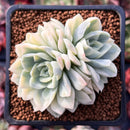 Echeveria 'Primera' Variegated 2" Cluster Succulent Plant