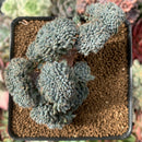 Echeveria Setosa Var. Deminuta Crested 3" Succulent Plant