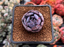 Echeveria 'Rainbow Goddess' 1" New Hybrid Succulent Plant