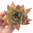 Echeveria Agavoides Royal 3” Rare Succulent Plant
