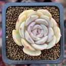 Echeveria sp. 1" Succulent Plant