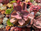 Pachyveria 'Pampoteus' Variegated 3"-4" Succulent Plant