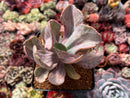 Pachyveria 'Jocelyns Joy' Variegated 3" Succulent Plant