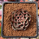 Echeveria 'Moranii' 1" Succulent Plant