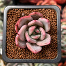 Echeveria 'White Champaign' 1" Succulent Plant