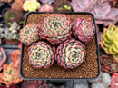 Echeveria 'Sierra' 3" Cluster Succulent Plant