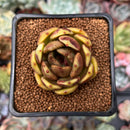 Echeveria 'Citrine' 1"-2" Seed Grown Air Magic Hybrid Succulent Plant